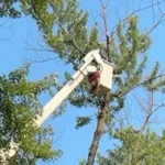 Safe Tree Removal Using Specialized Equipment