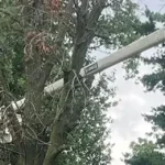 24/7 Emergency Tree Service